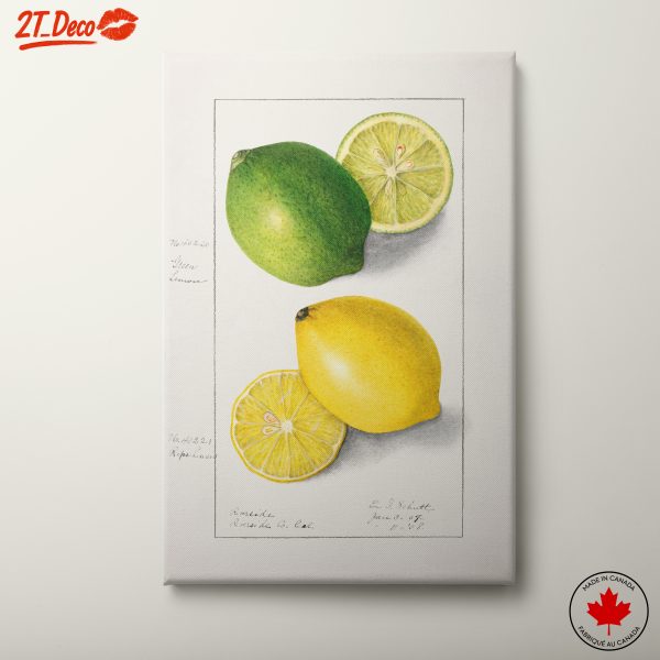 Lemon And Lime Botanical Illustration