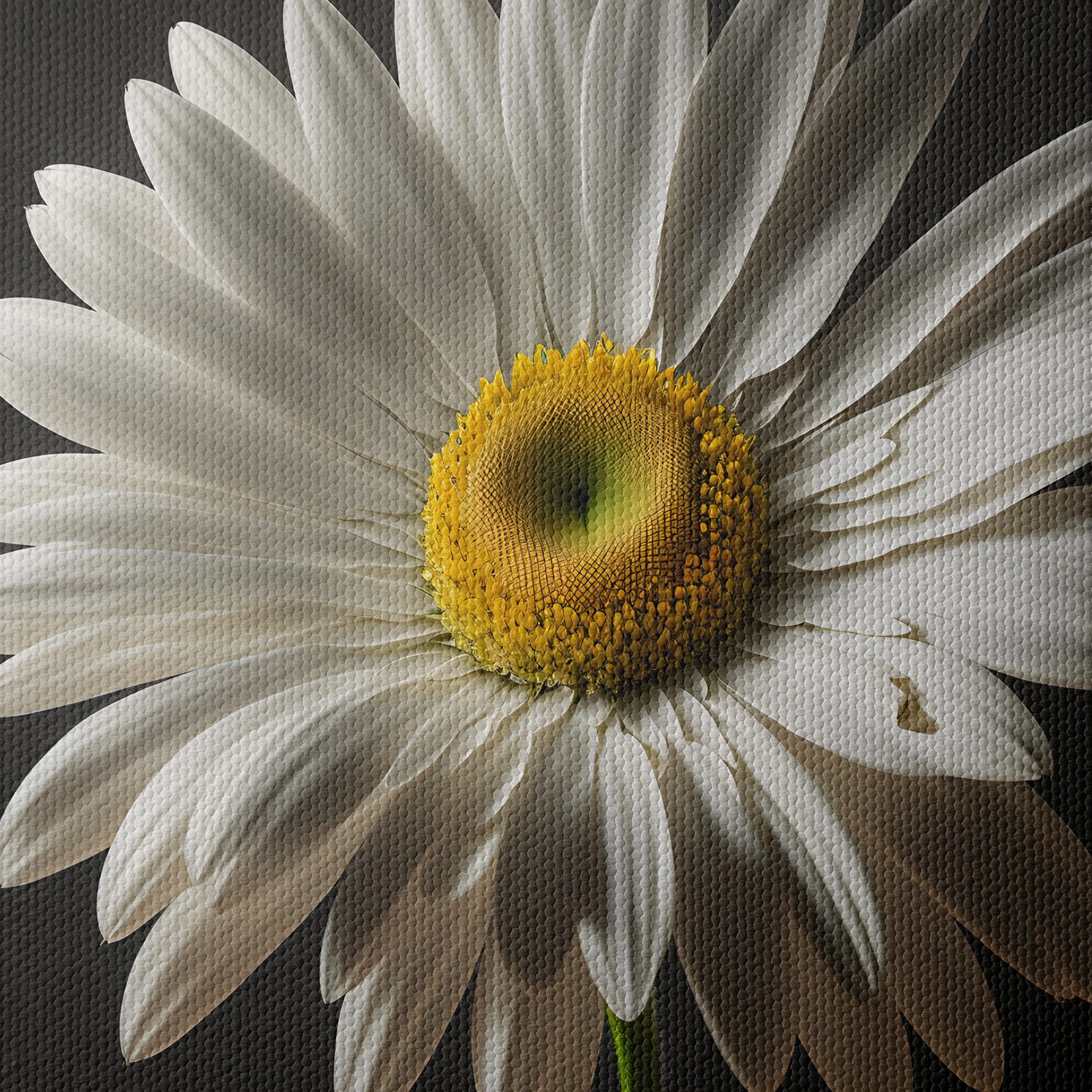 Elegant Floral Portrait Featuring a White Daisy - Image 4