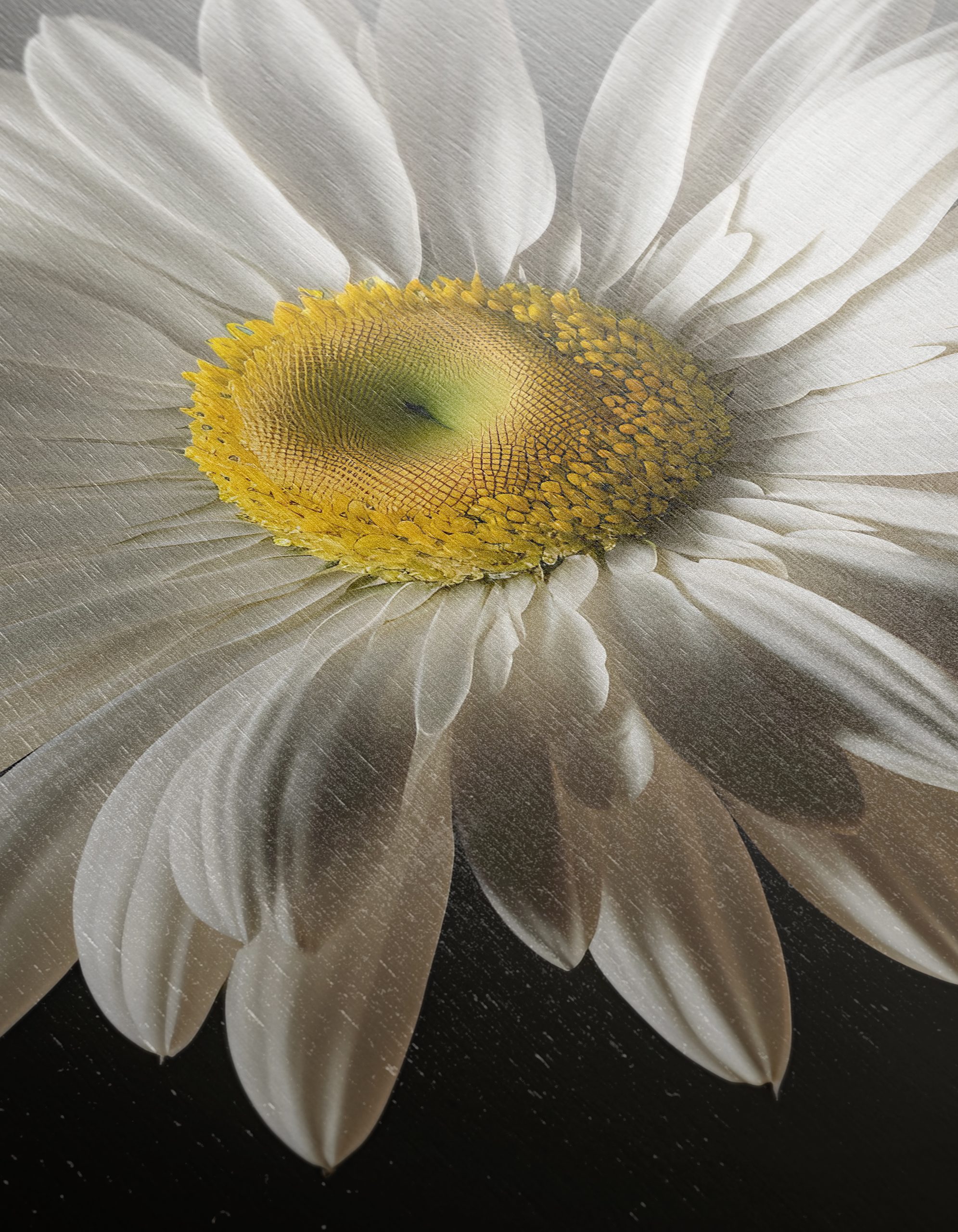 Elegant Floral Portrait Featuring a White Daisy - Image 12