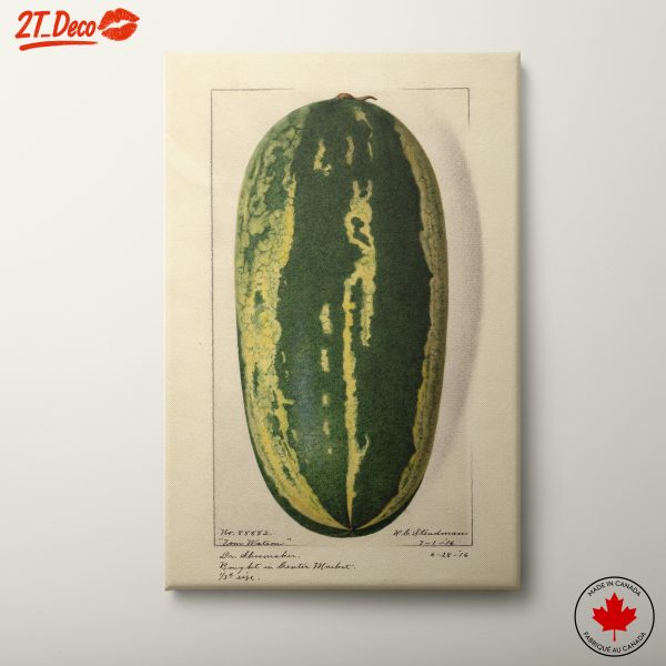 Stylized Watermelon Illustration