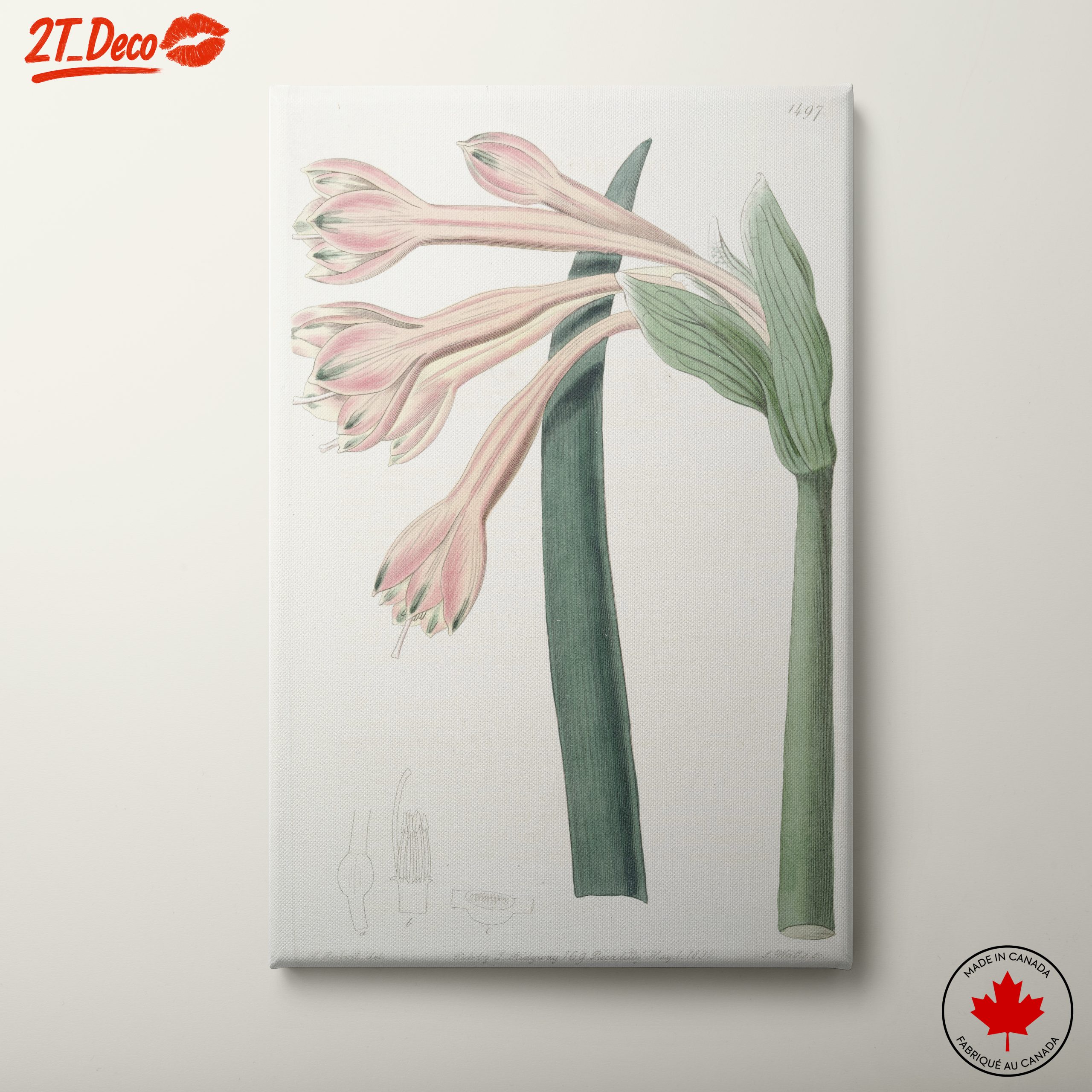 Detailed Botanical Illustration of Pink Flowers