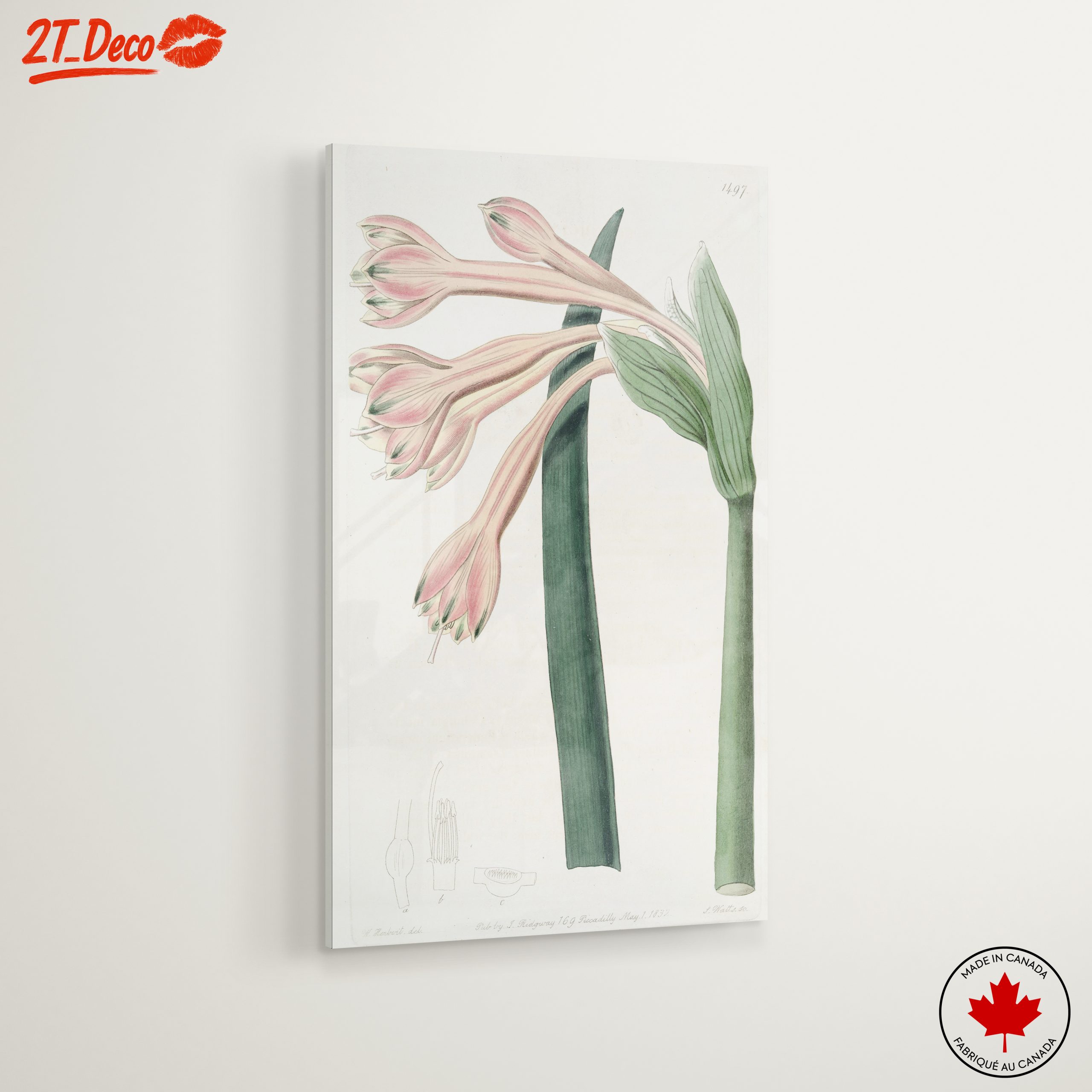 Detailed Botanical Illustration of Pink Flowers - Image 6