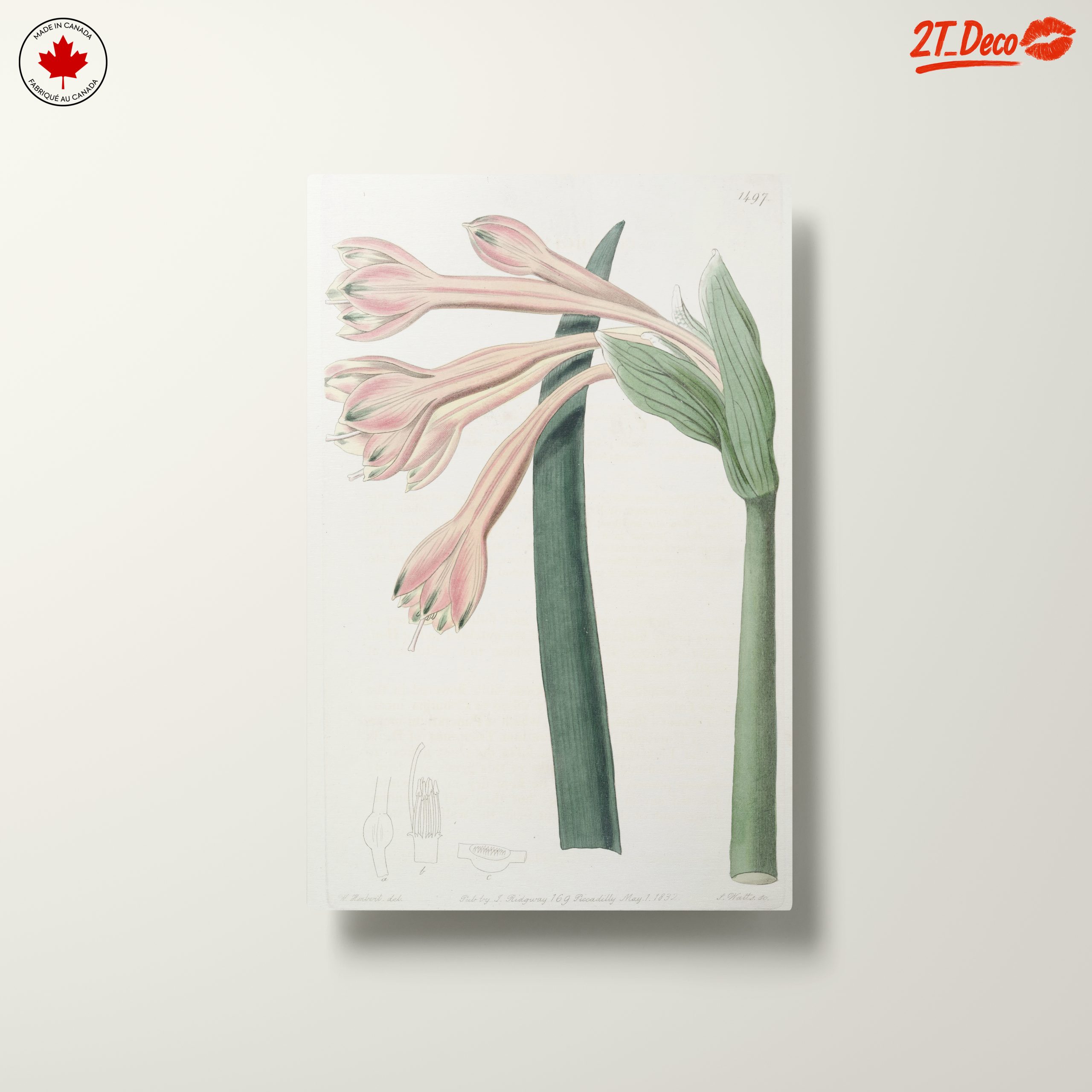 Detailed Botanical Illustration of Pink Flowers - Image 10