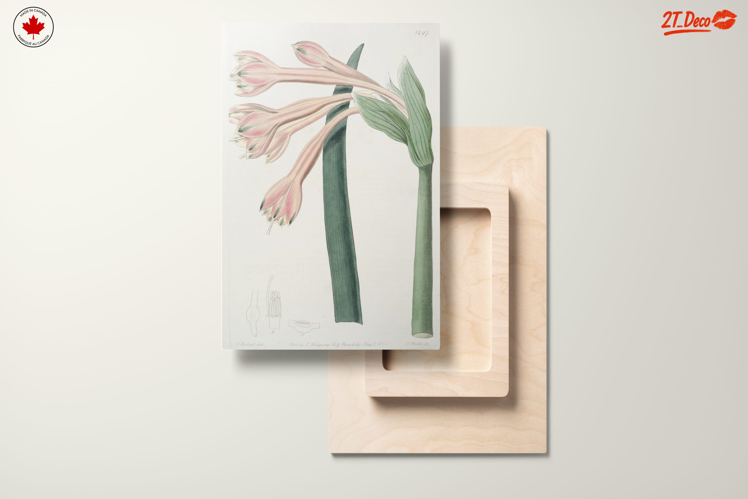 Detailed Botanical Illustration of Pink Flowers - Image 11