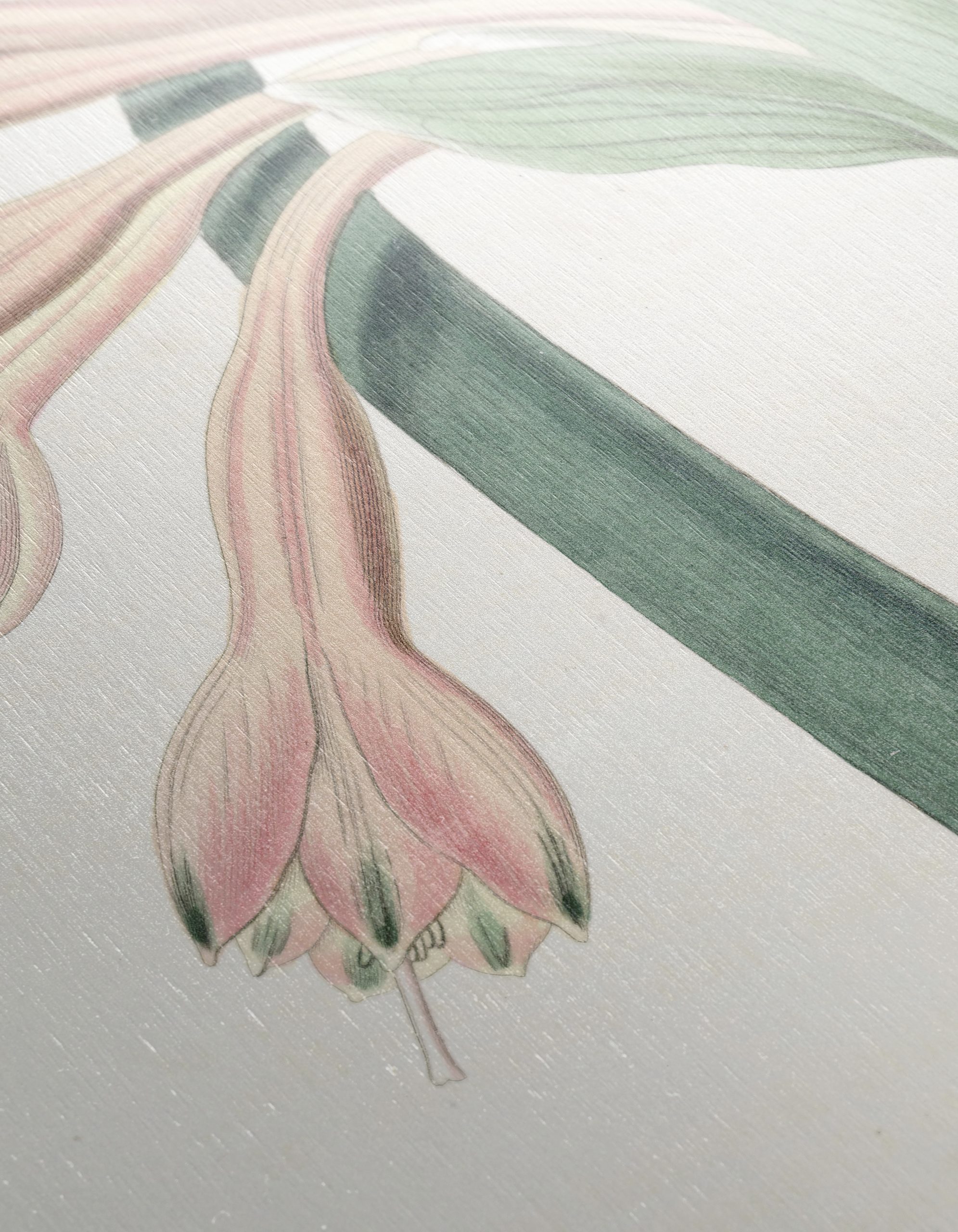 Detailed Botanical Illustration of Pink Flowers - Image 12