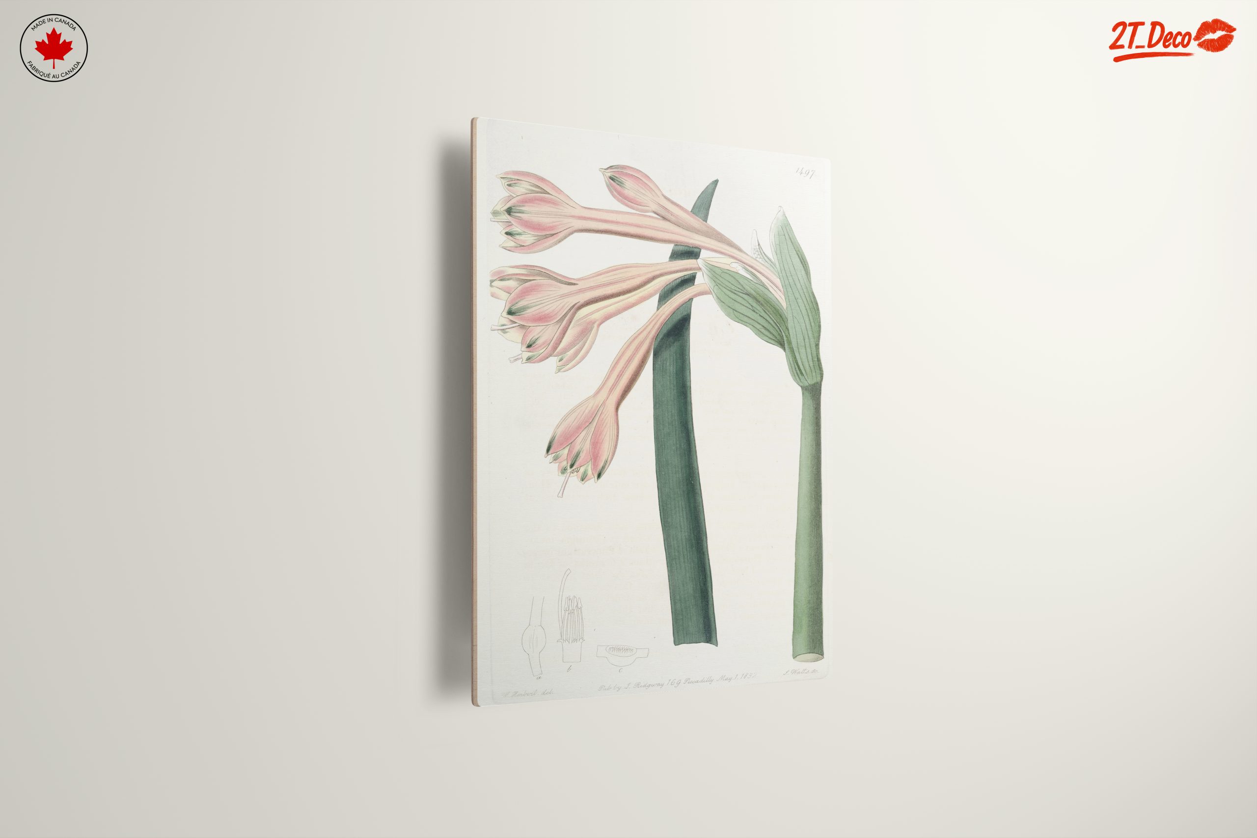 Detailed Botanical Illustration of Pink Flowers - Image 13