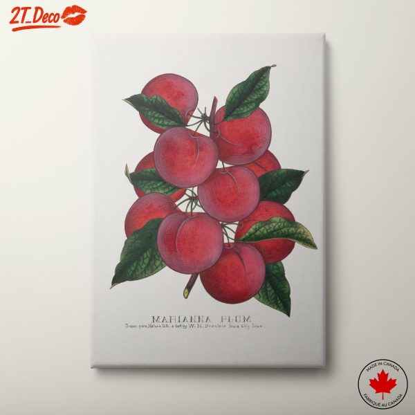 Colorful Botanical Illustration of Plums