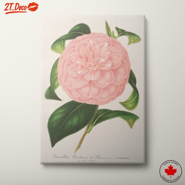Camellia Duchess de Hassau Floral Art