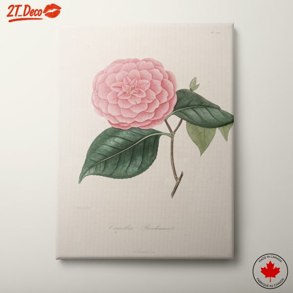 Beautiful Botanical Illustration of a Pink Flower
