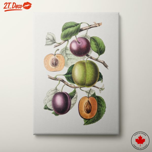 Botanical Fruit Illustration Art
