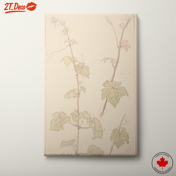 Delicate Botanical Illustration of Vine Leaves