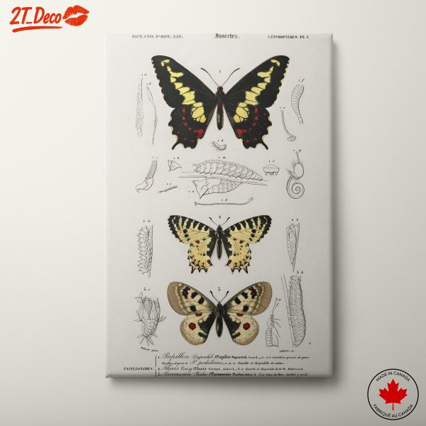 Detailed Insect Illustrations Featuring Butterflies