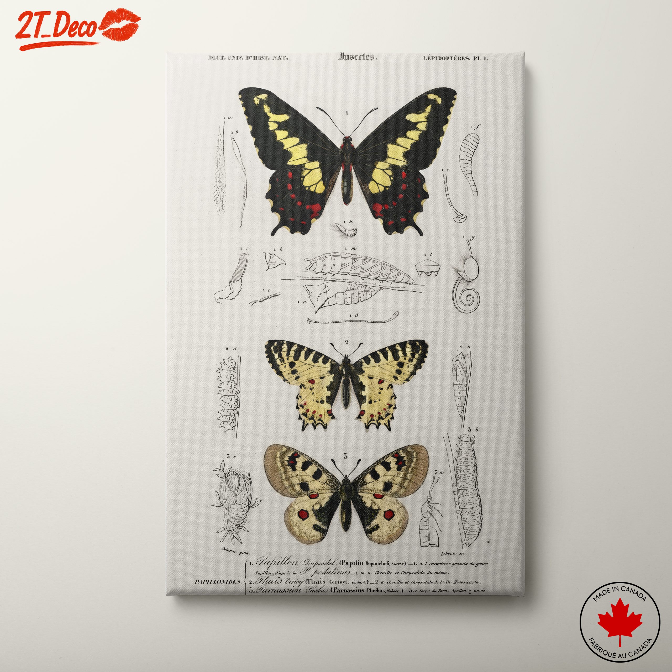 Detailed Insect Illustrations Featuring Butterflies