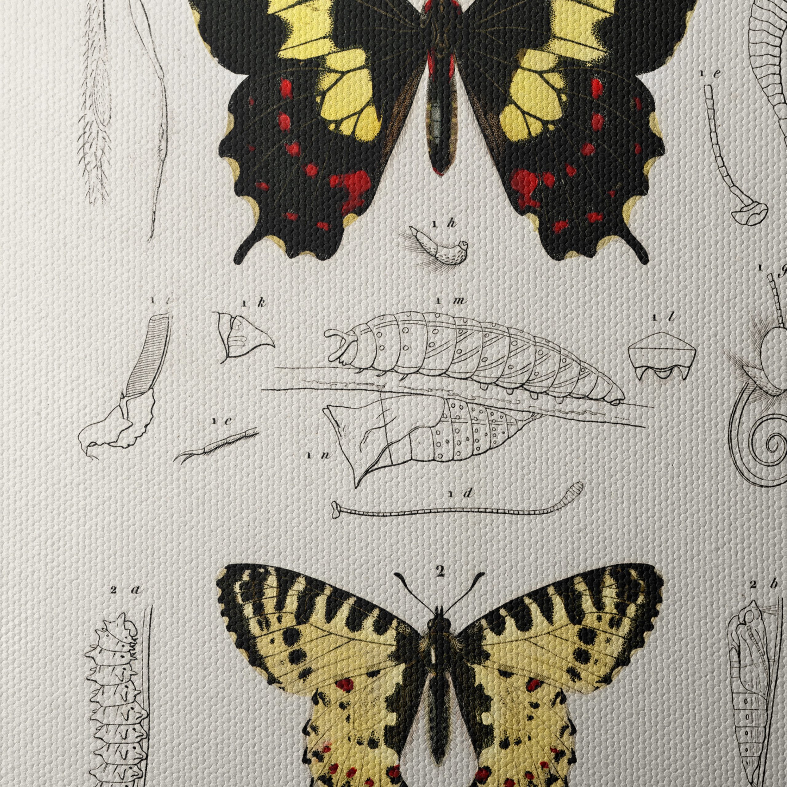 Detailed Insect Illustrations Featuring Butterflies - Image 4