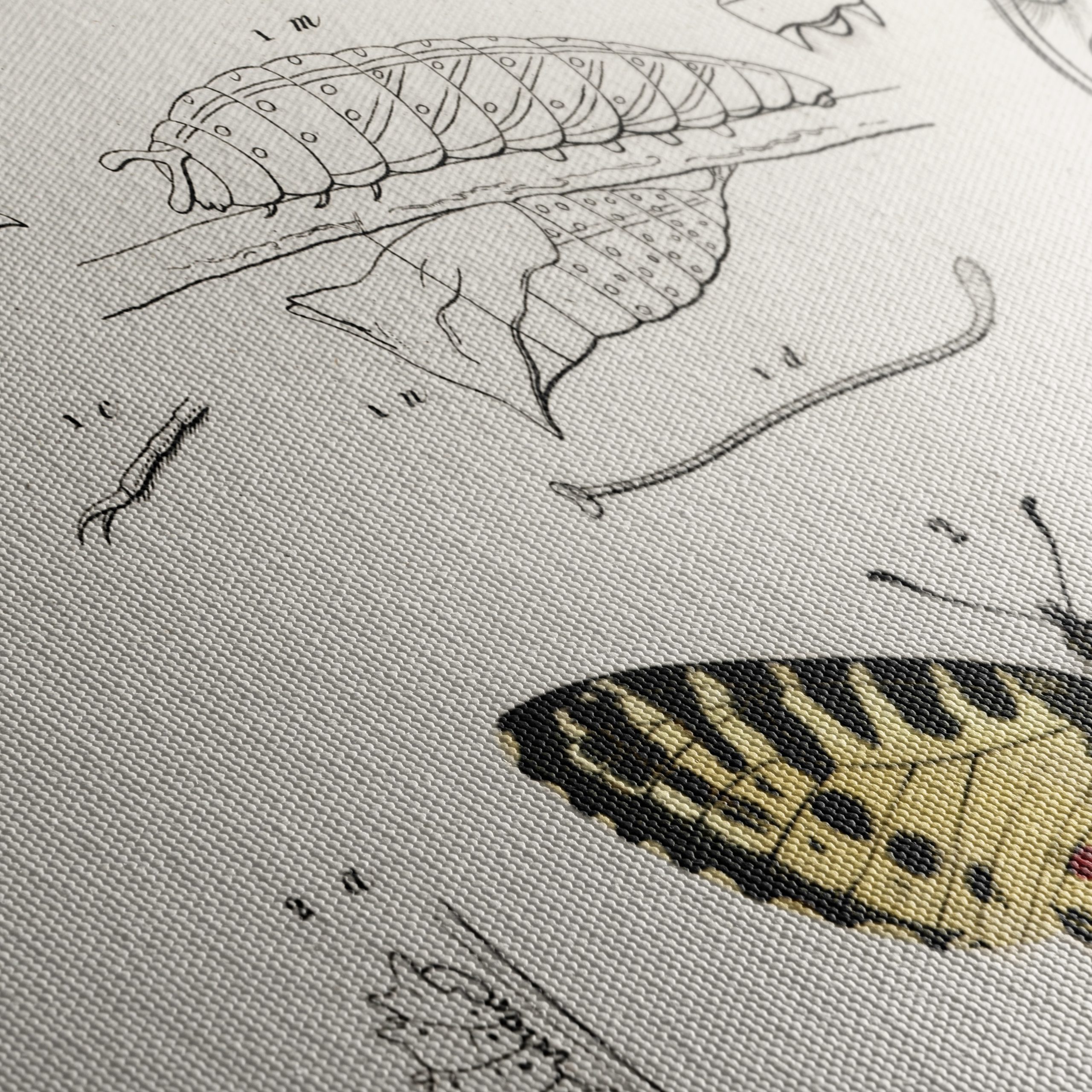 Detailed Insect Illustrations Featuring Butterflies - Image 5