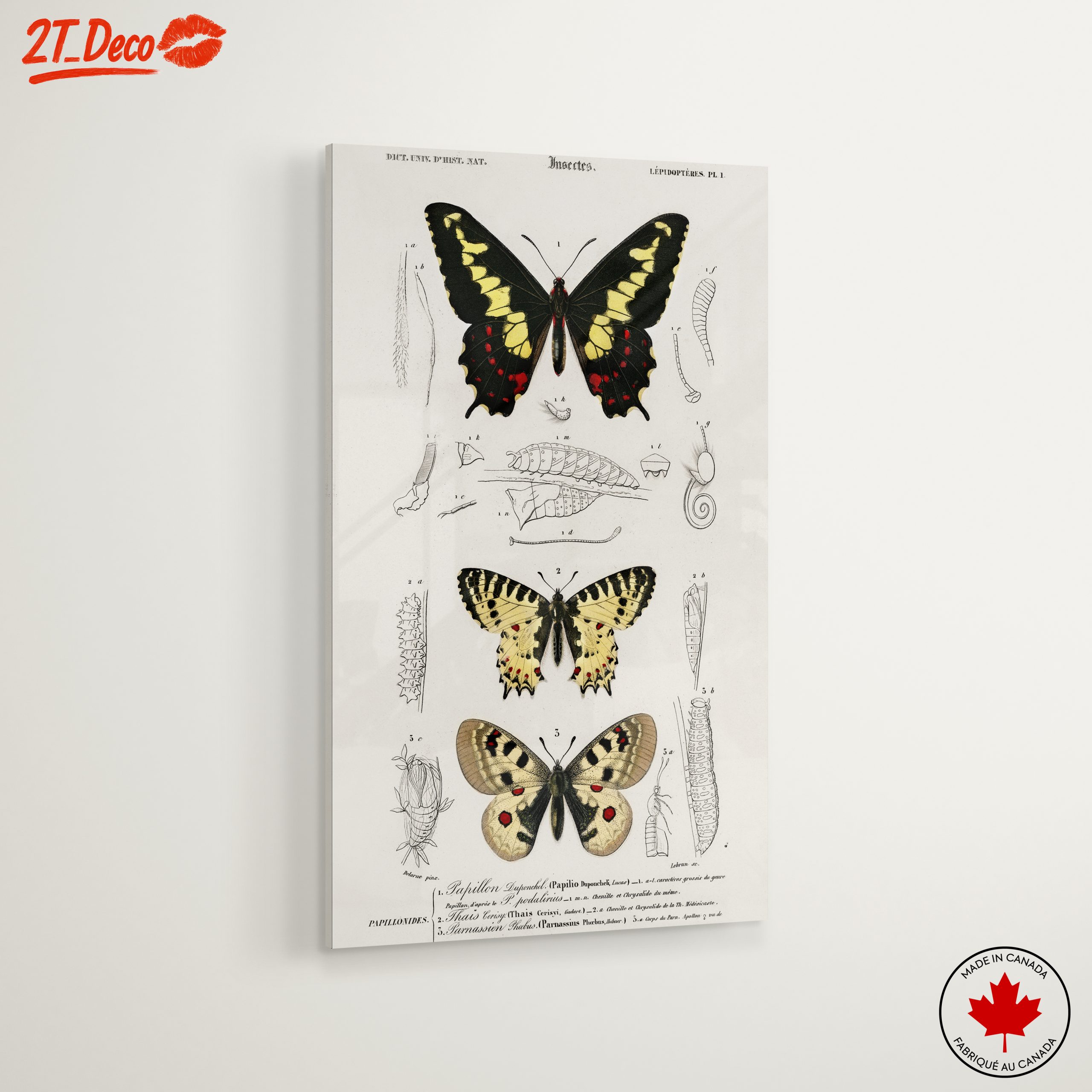 Detailed Insect Illustrations Featuring Butterflies - Image 6