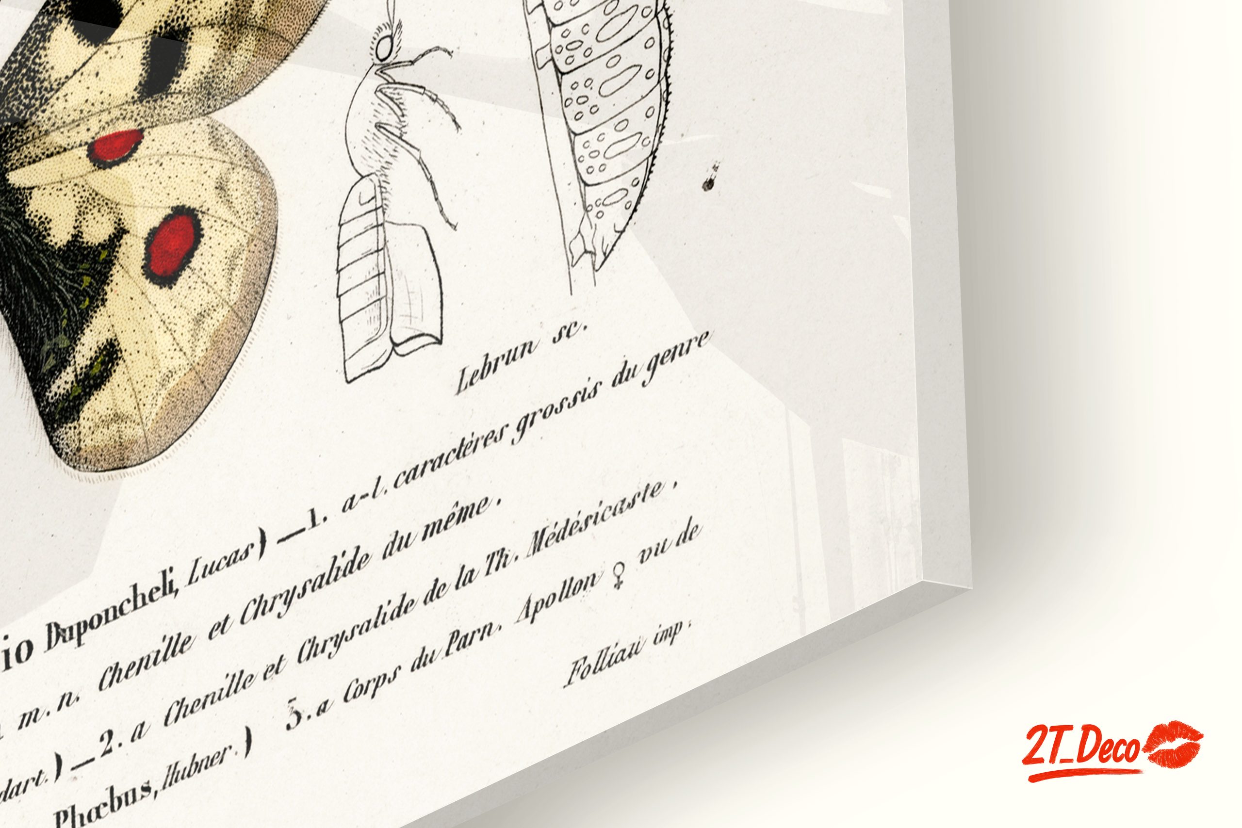 Detailed Insect Illustrations Featuring Butterflies - Image 9