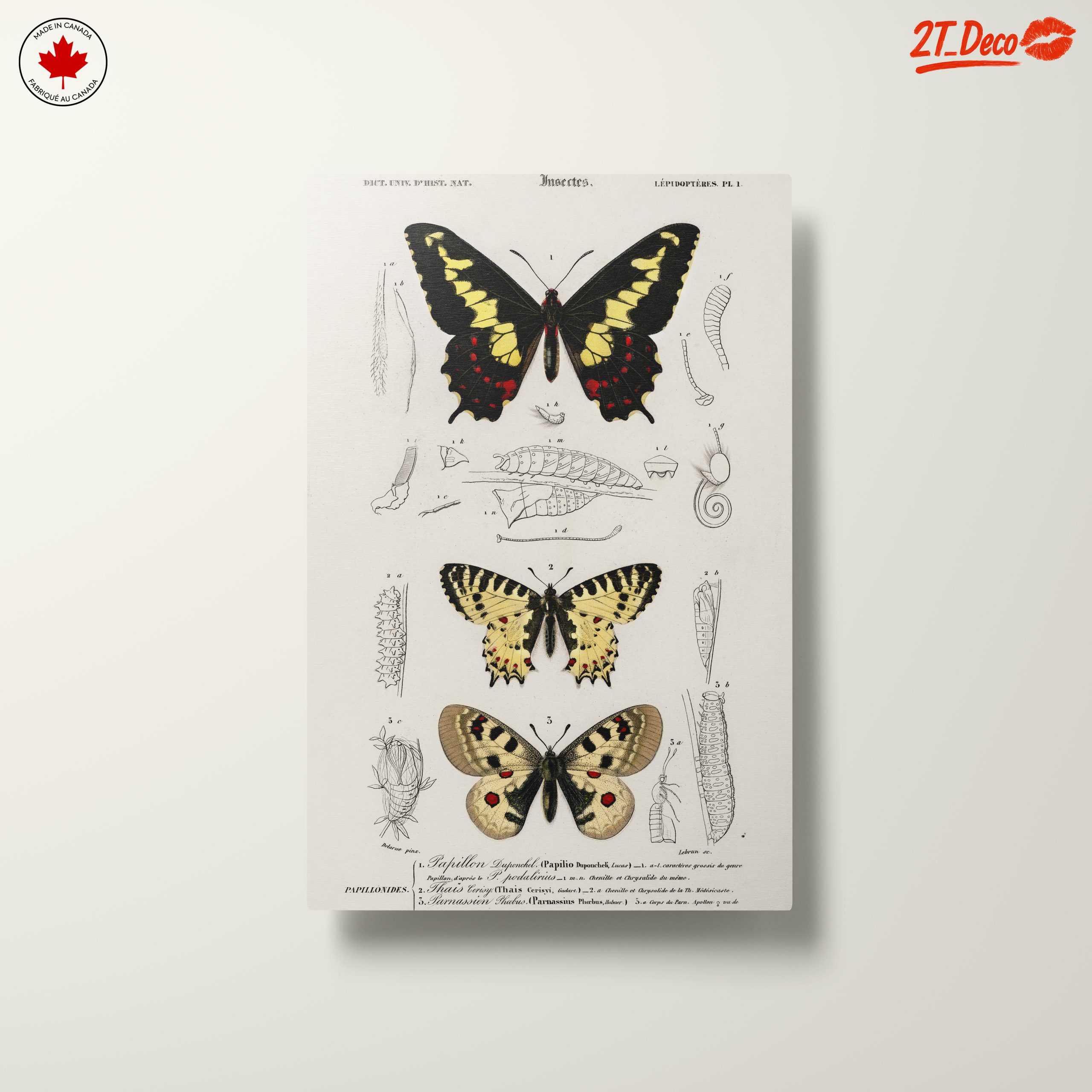 Detailed Insect Illustrations Featuring Butterflies - Image 10