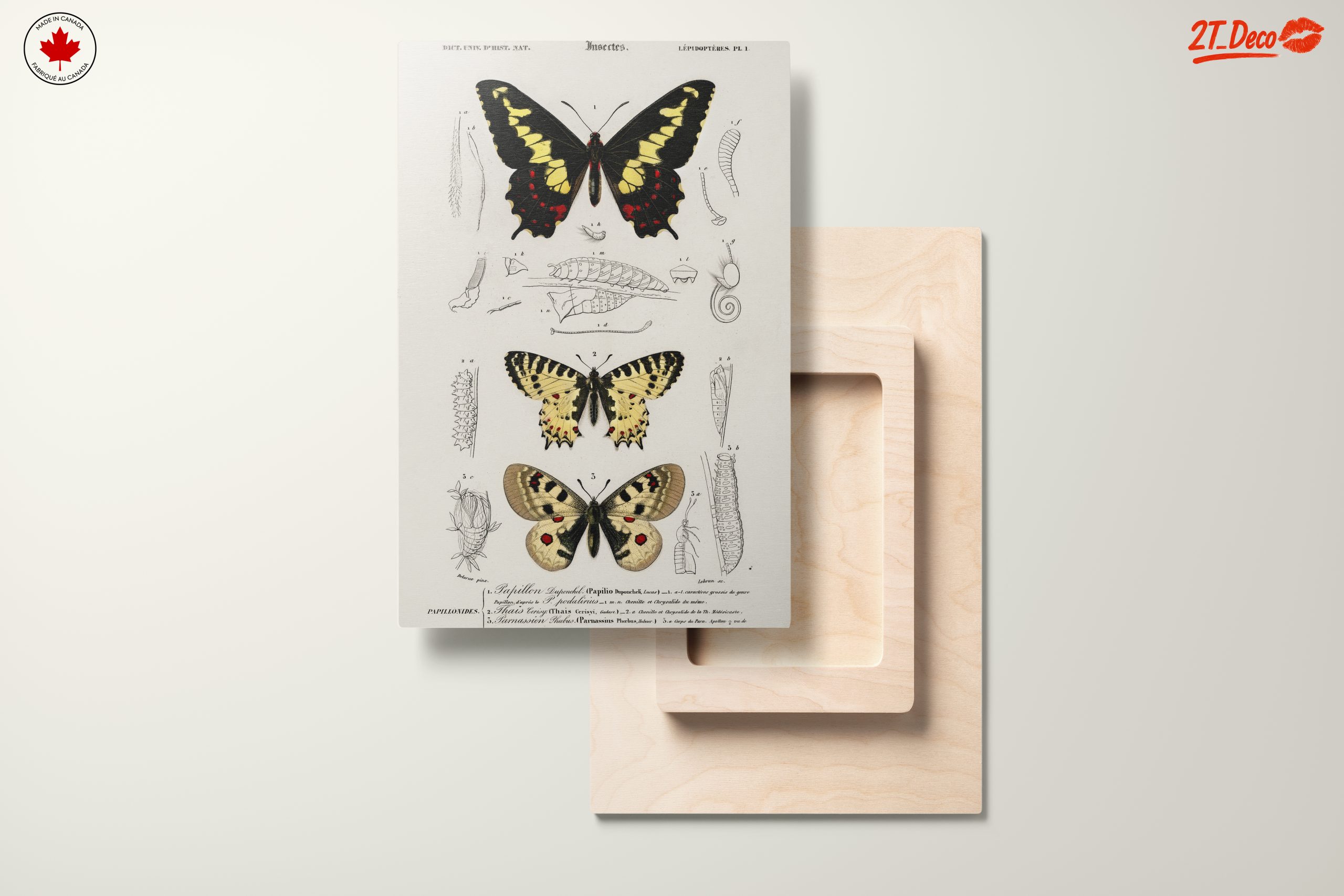 Detailed Insect Illustrations Featuring Butterflies - Image 11