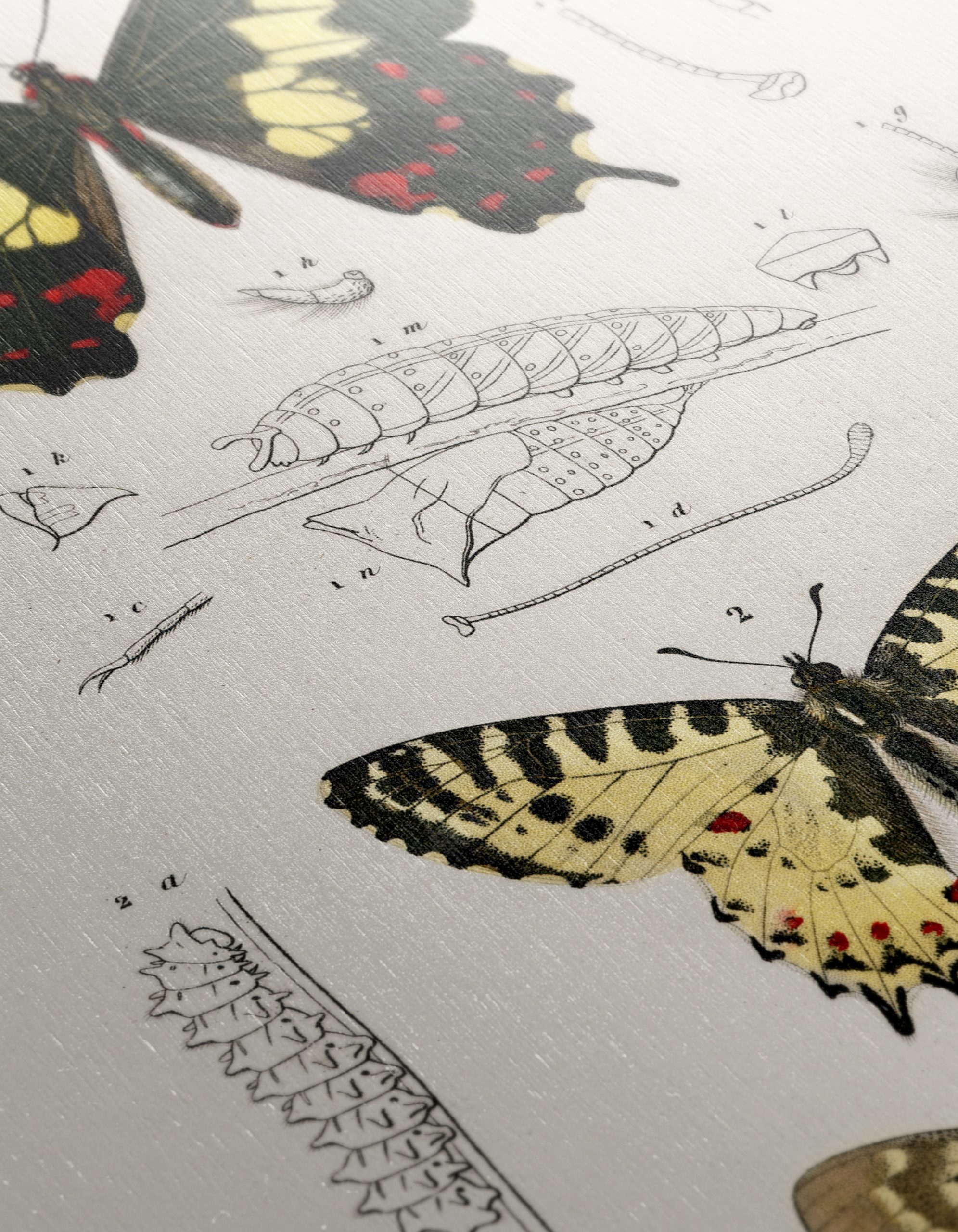 Detailed Insect Illustrations Featuring Butterflies - Image 12
