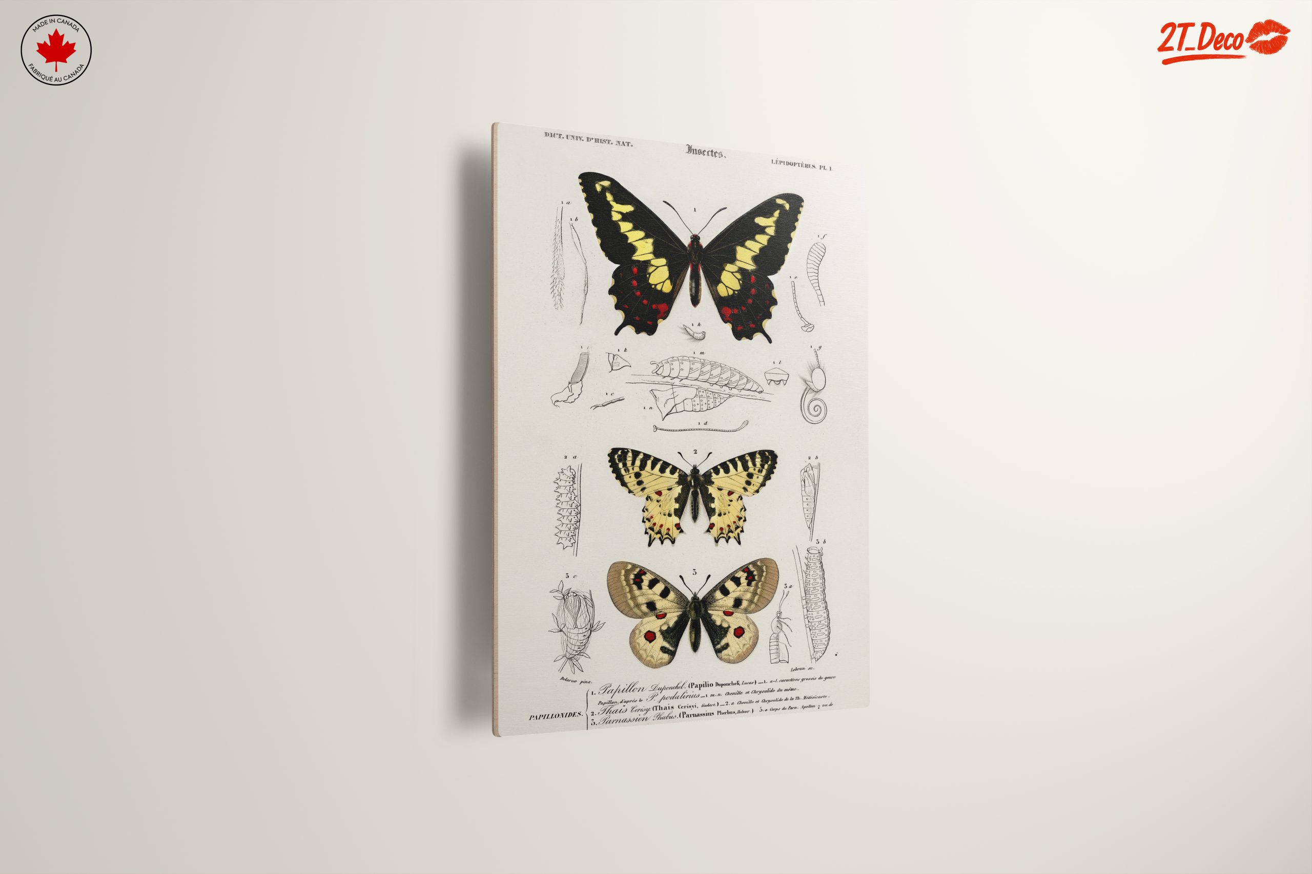Detailed Insect Illustrations Featuring Butterflies - Image 13