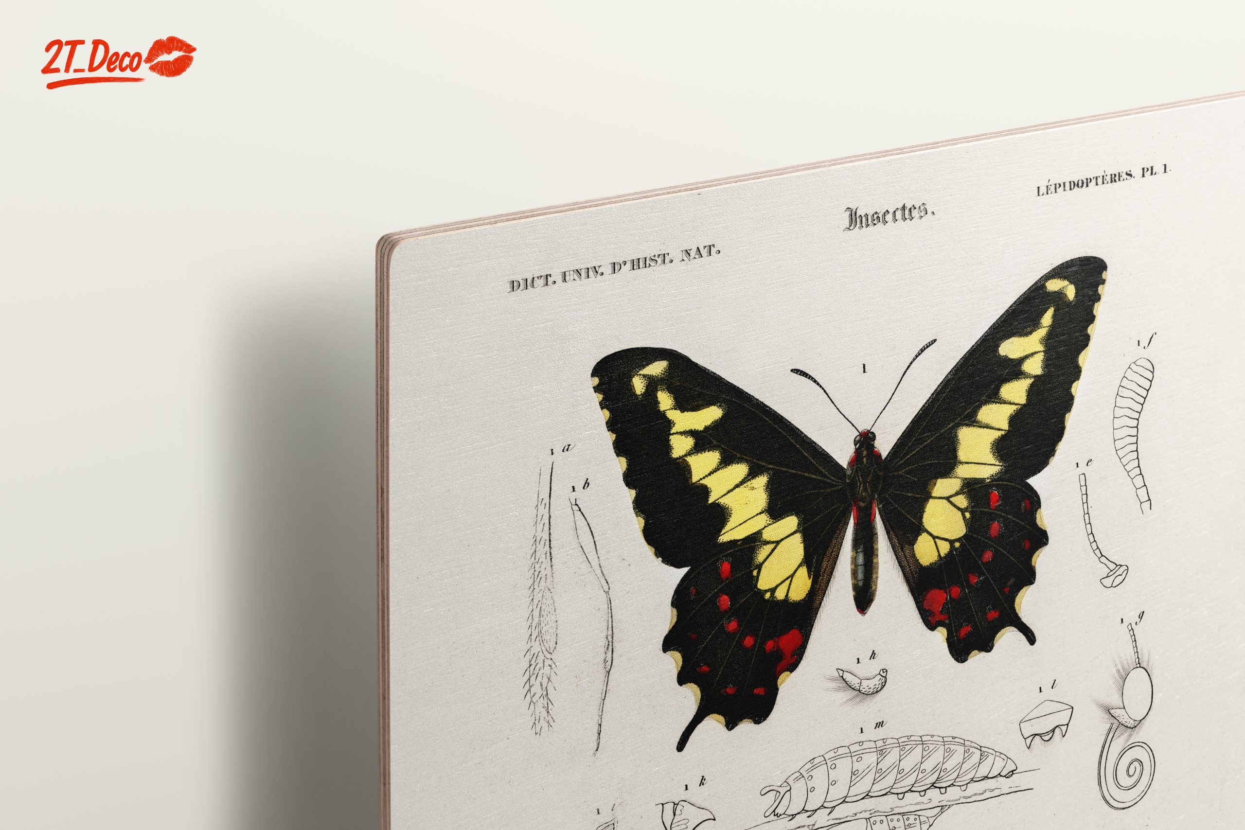 Detailed Insect Illustrations Featuring Butterflies - Image 15