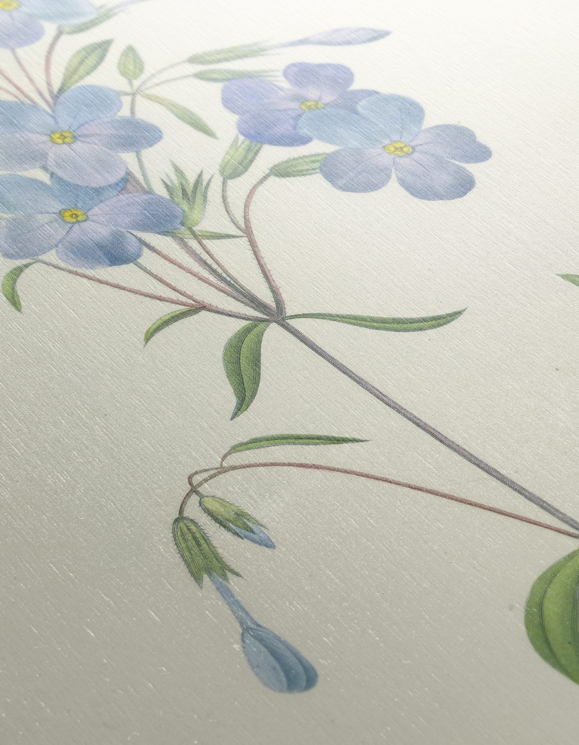 Delicate Blue Floral Botanical Art - Image 12