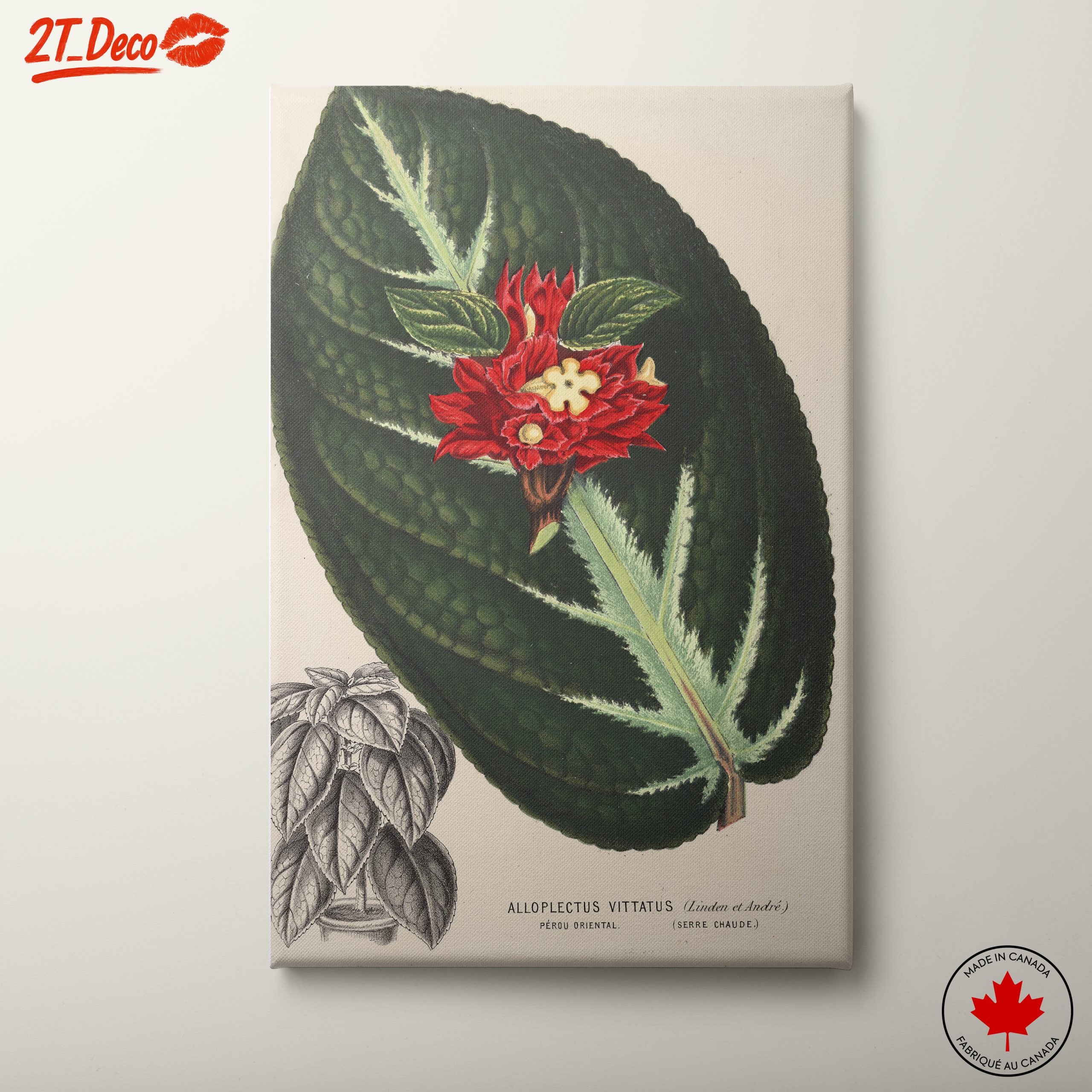 Vibrant Botanical Illustration of Alloplectus Vittatus