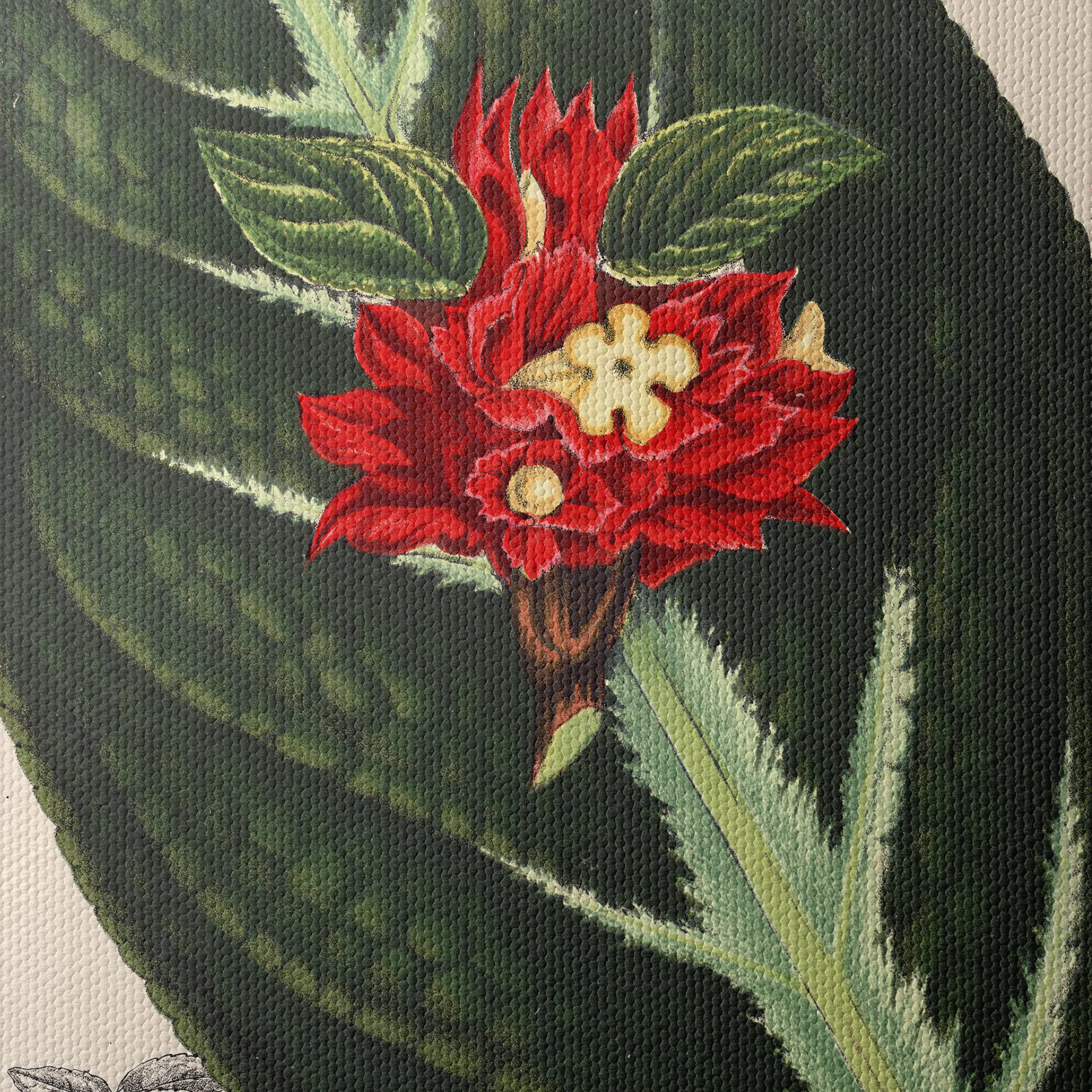 Vibrant Botanical Illustration of Alloplectus Vittatus - Image 4