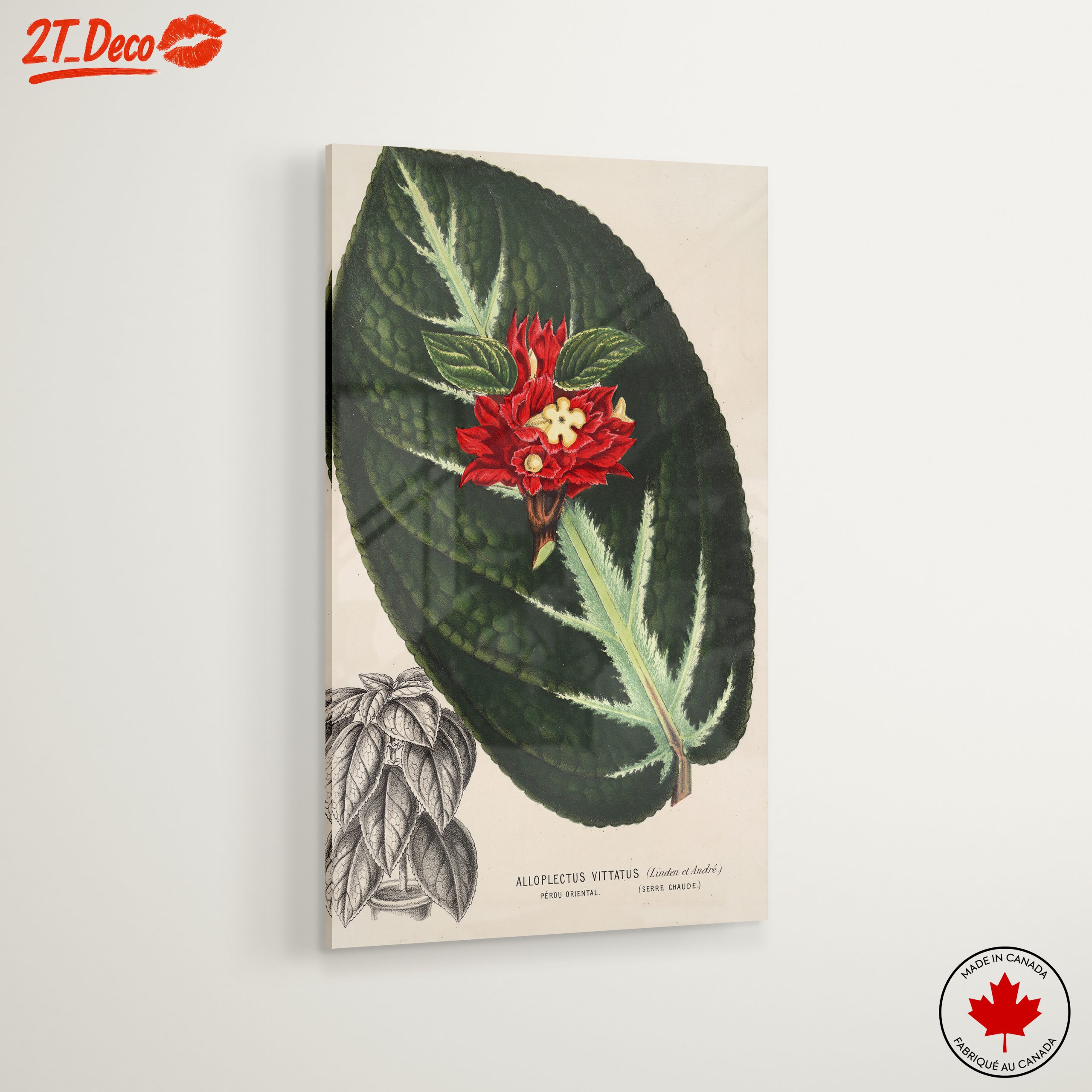 Vibrant Botanical Illustration of Alloplectus Vittatus - Image 6