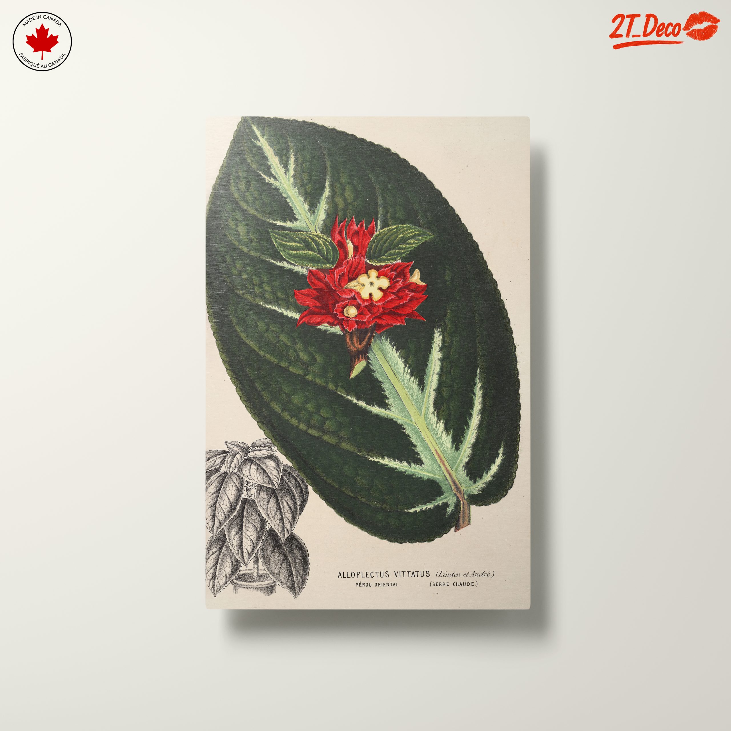 Vibrant Botanical Illustration of Alloplectus Vittatus - Image 10