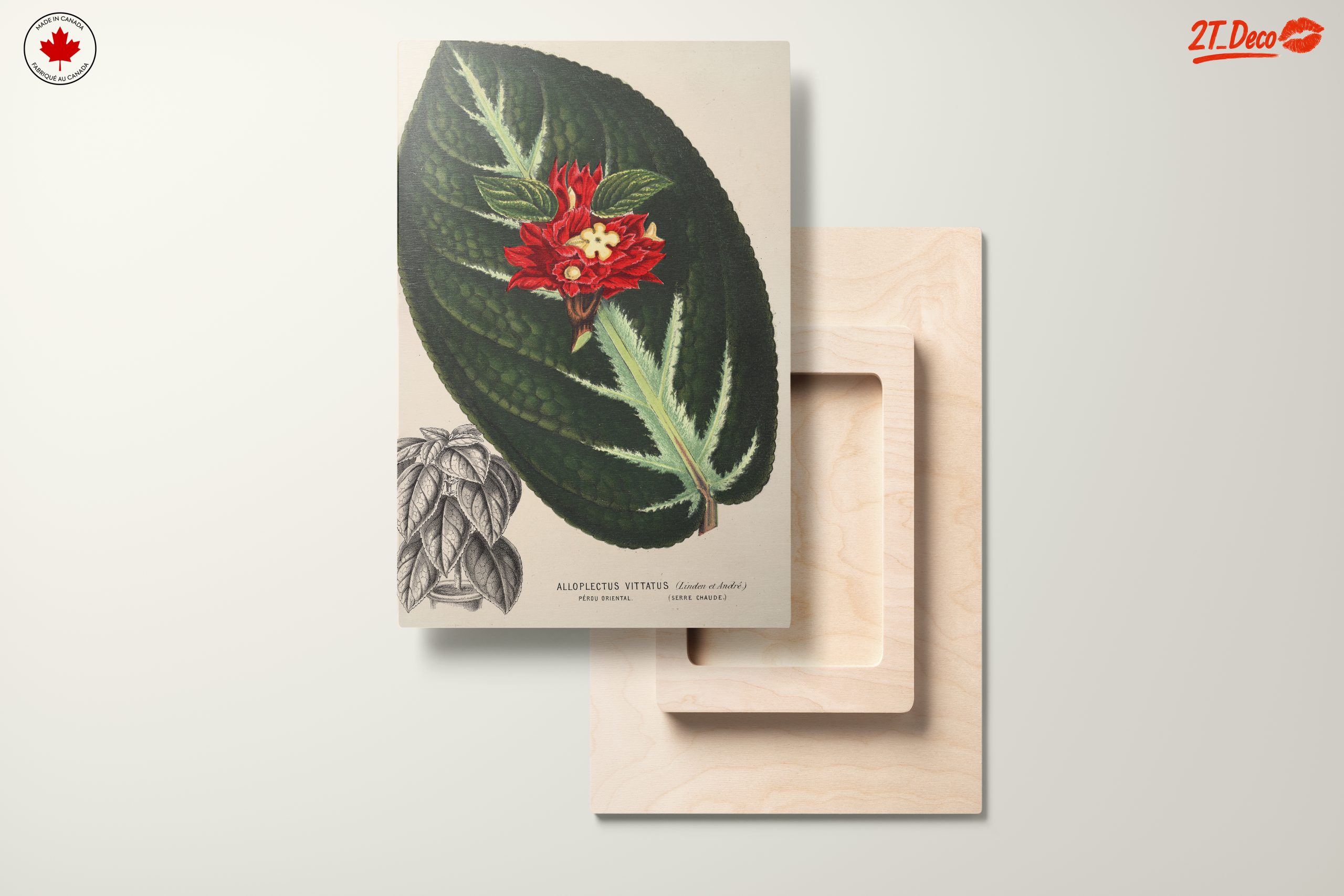 Vibrant Botanical Illustration of Alloplectus Vittatus - Image 11