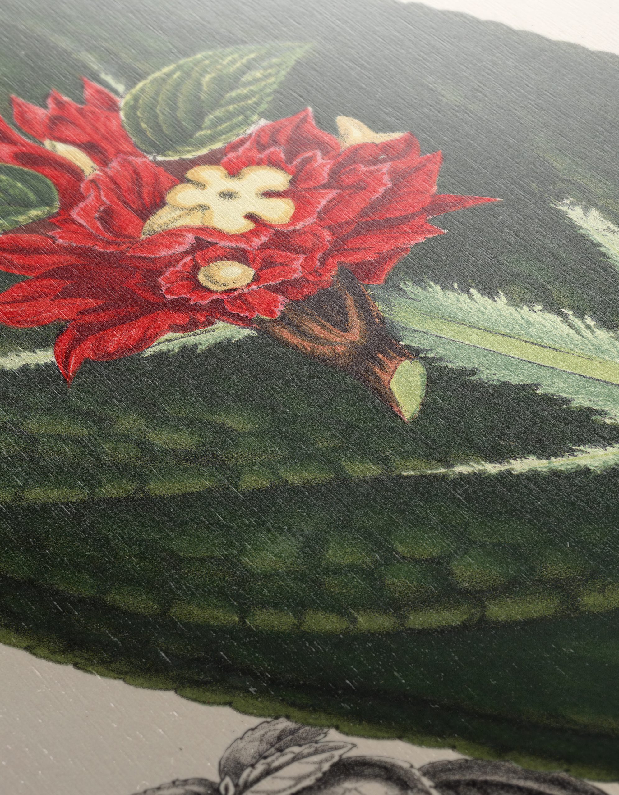 Vibrant Botanical Illustration of Alloplectus Vittatus - Image 12
