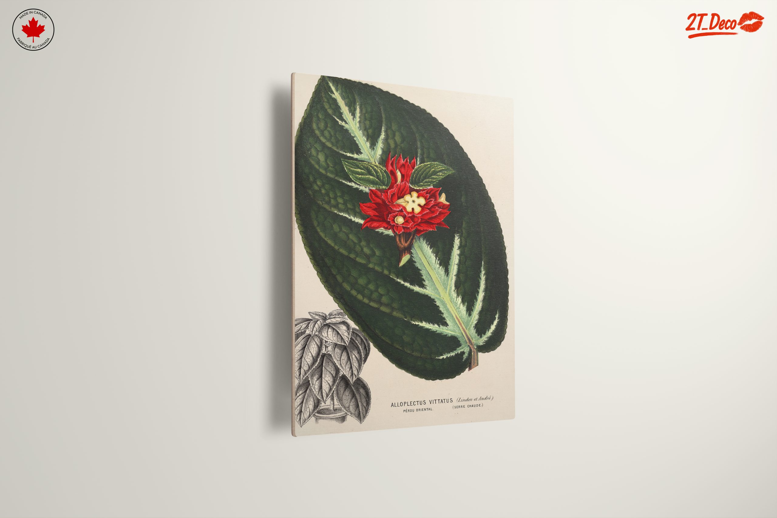 Vibrant Botanical Illustration of Alloplectus Vittatus - Image 13