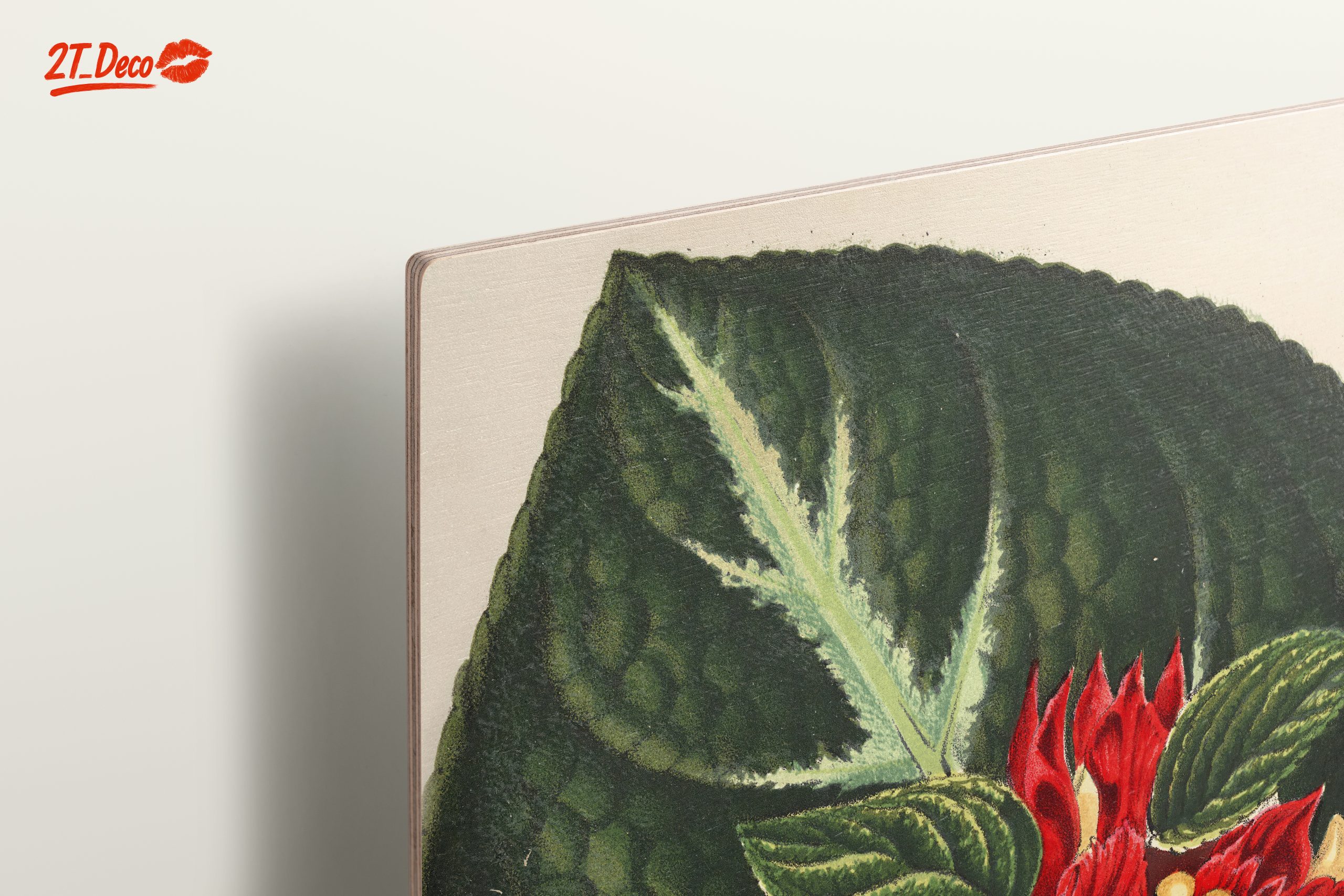 Vibrant Botanical Illustration of Alloplectus Vittatus - Image 15