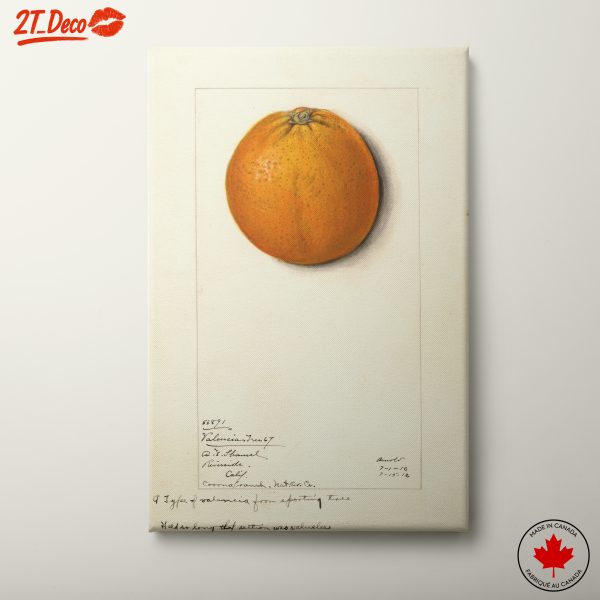 Realistic Orange Illustration