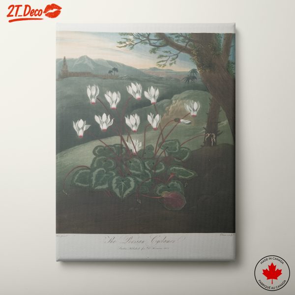 Persian Cyclamen Botanical Illustration