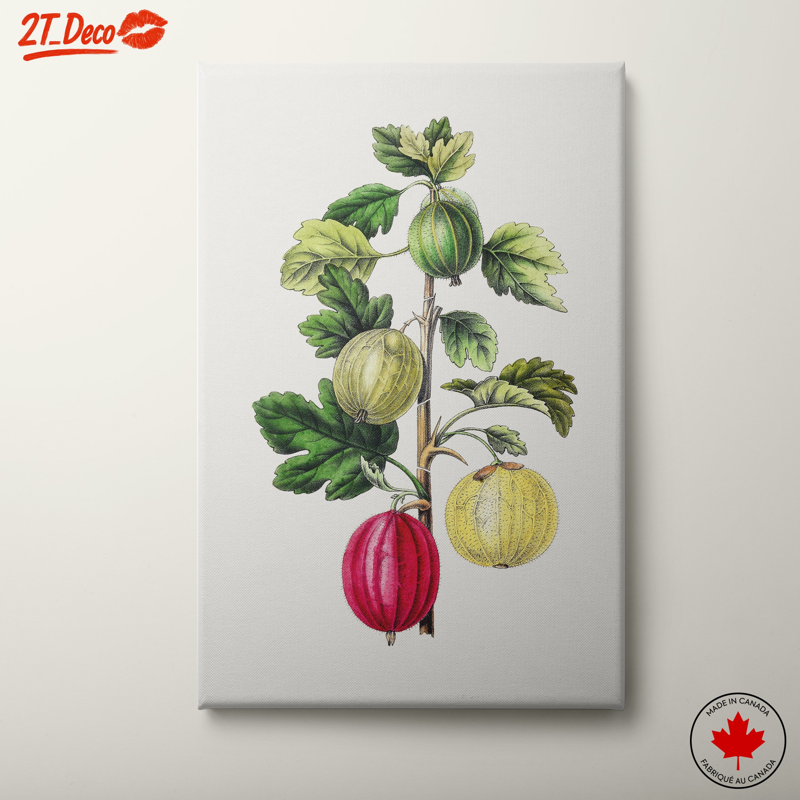 Gooseberry Botanical Illustration Art