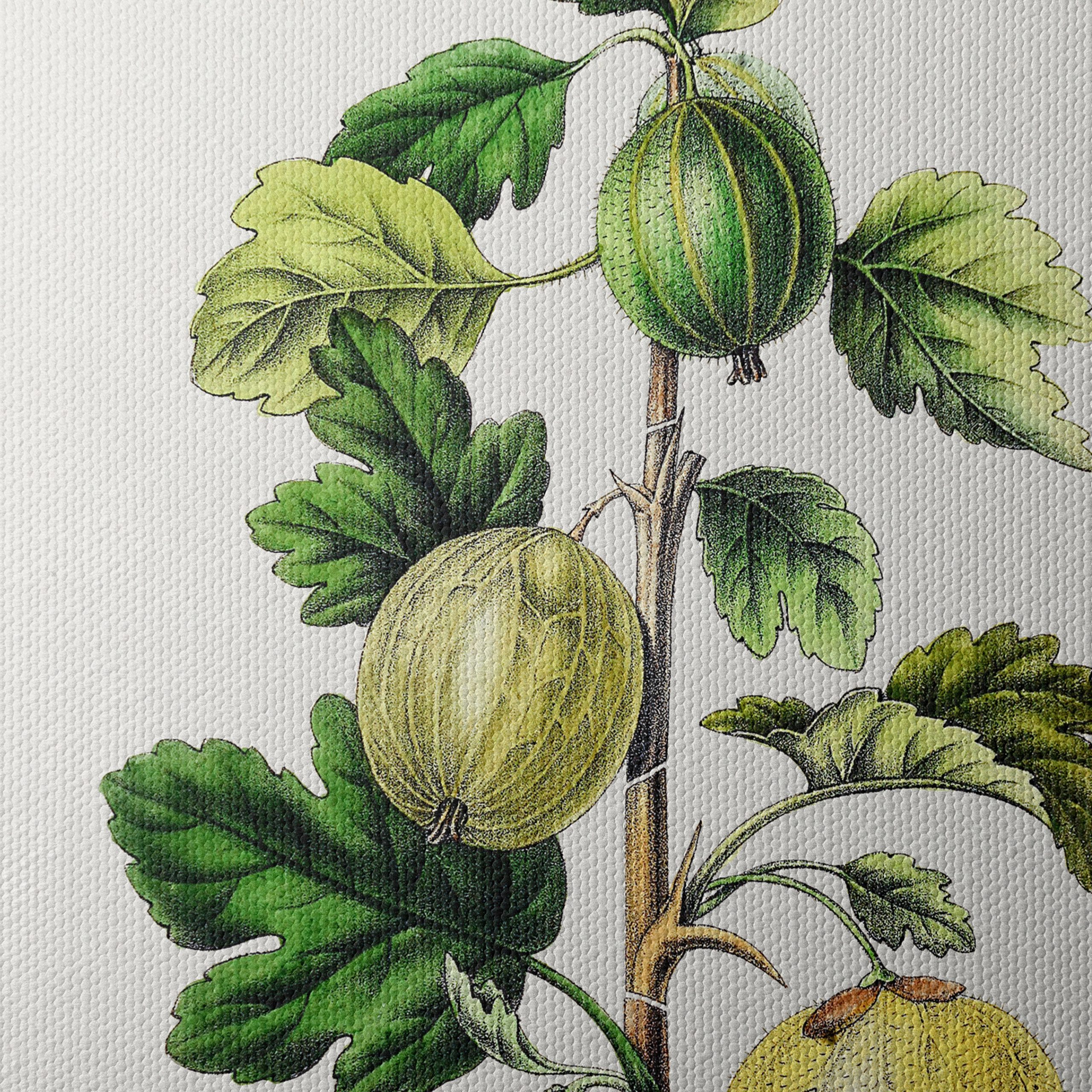 Gooseberry Botanical Illustration Art - Image 4