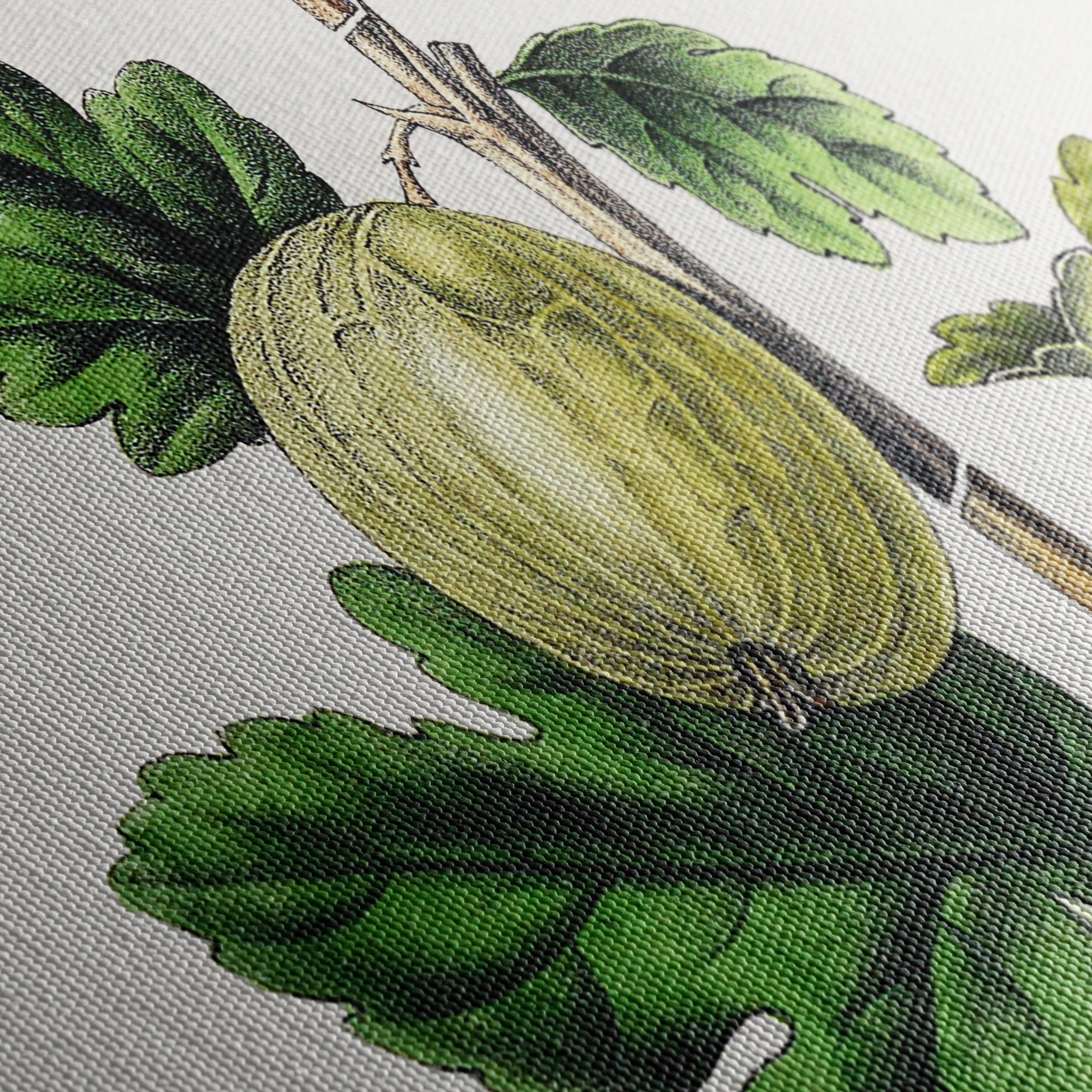Gooseberry Botanical Illustration Art - Image 5