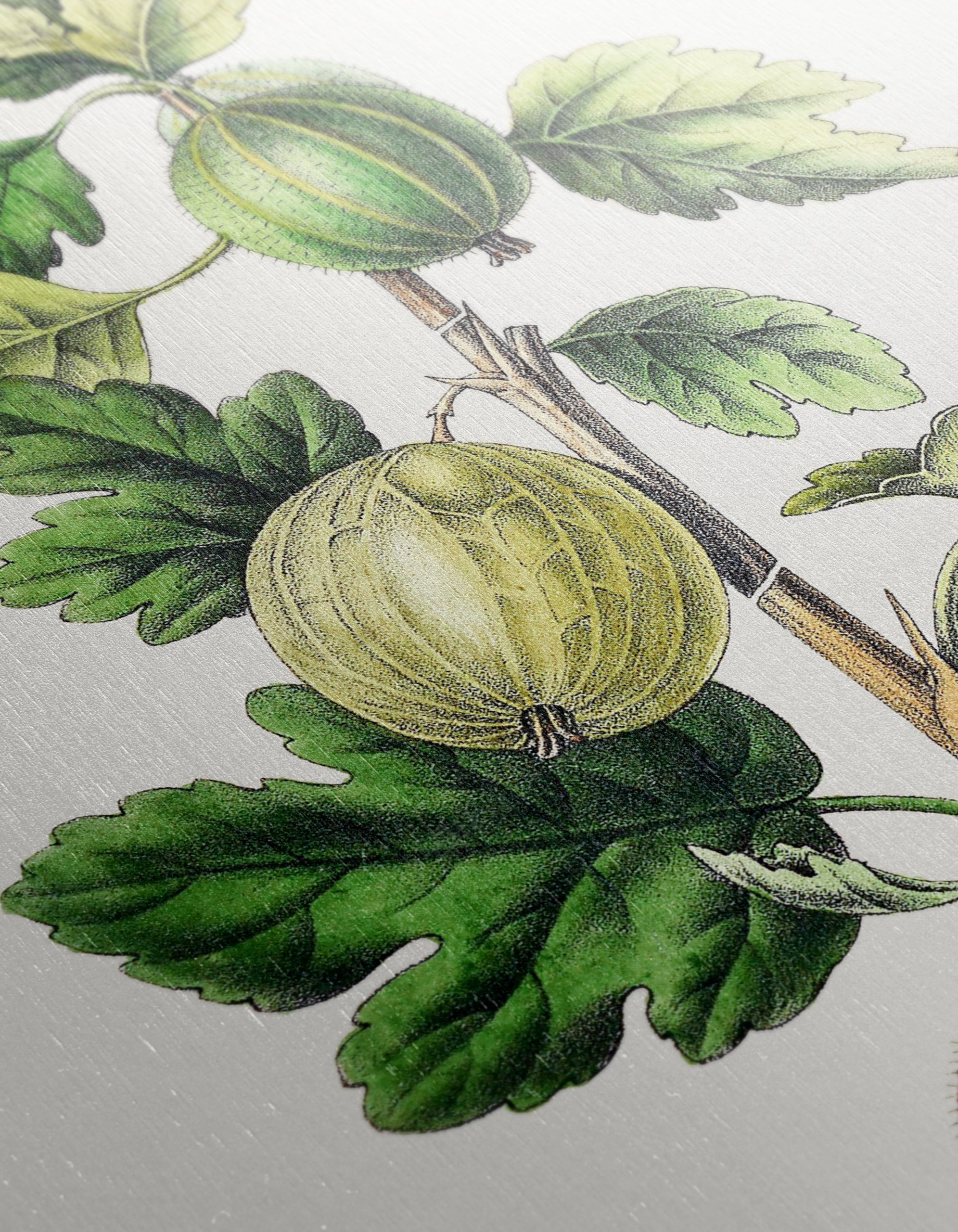 Gooseberry Botanical Illustration Art - Image 12