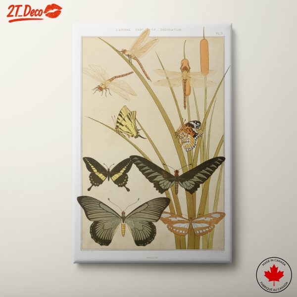 Beautiful Butterfly and Insect Illustrations