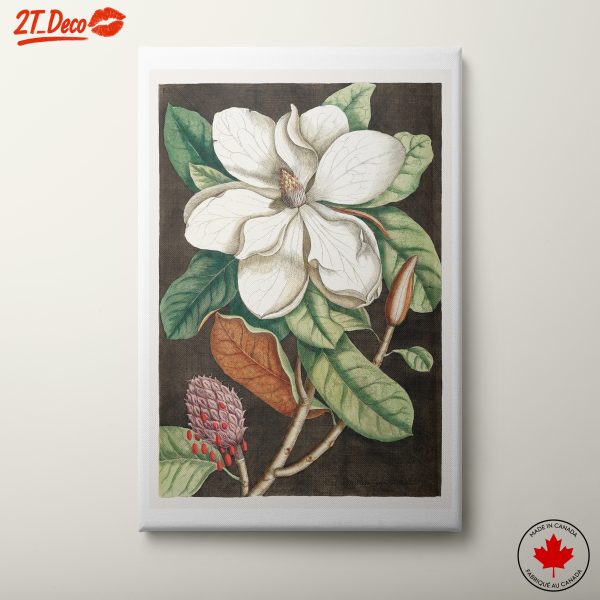 Magnolia Floral Art Print