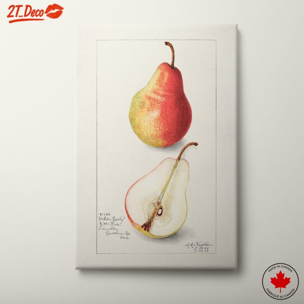 Stylized Pears Abstract Food Art