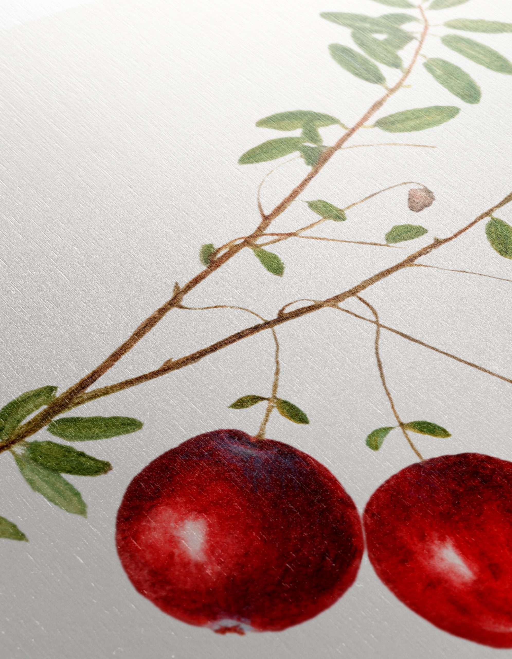 Realistic Botanical Illustration of Red Berries - Image 12