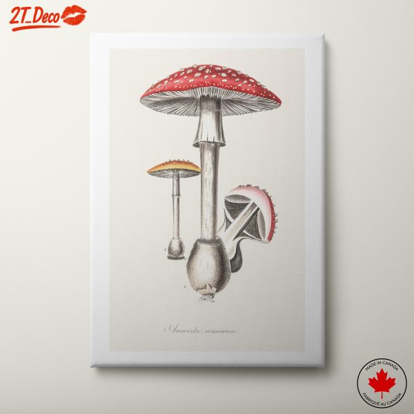 Illustrated Mushrooms in Botanical Style