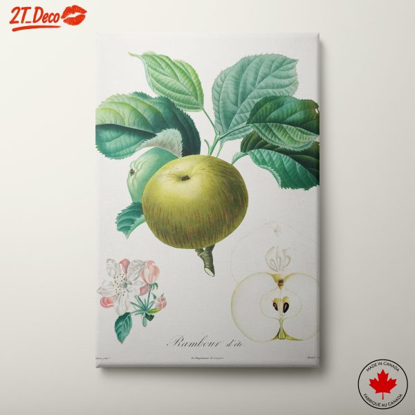 Rambour d'Apple Botanical Artwork