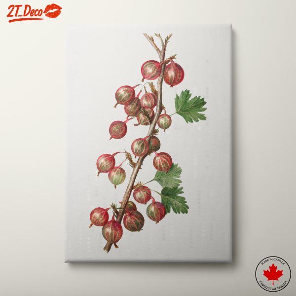 Gooseberry Botanical Illustration