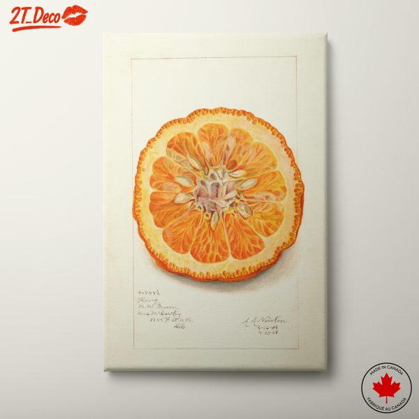Detailed Abstract Representation of Citrus