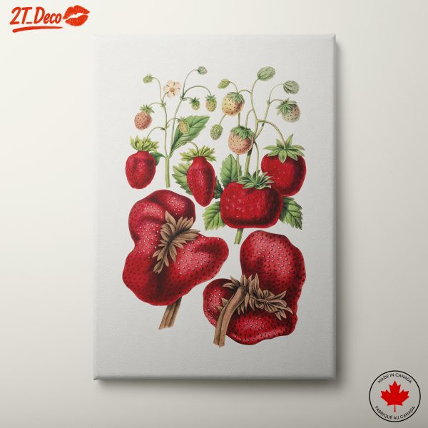Vintage Botanical Illustration of Strawberries